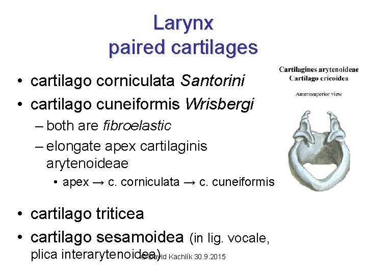 Larynx paired cartilages • cartilago corniculata Santorini • cartilago cuneiformis Wrisbergi – both are