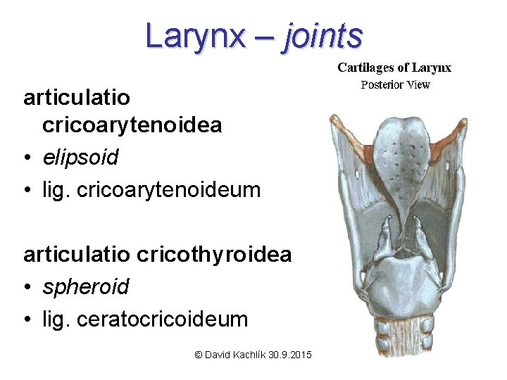 Larynx – joints articulatio cricoarytenoidea • elipsoid • lig. cricoarytenoideum articulatio cricothyroidea • spheroid