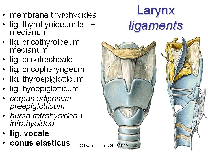 Larynx • membrana thyrohyoidea • lig. thyrohyoideum lat. + ligaments medianum • lig. cricothyroideum