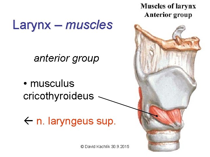 Larynx – muscles anterior group • musculus cricothyroideus n. laryngeus sup. © David Kachlík