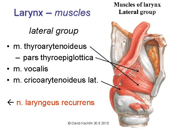 Larynx – muscles lateral group • m. thyroarytenoideus – pars thyroepiglottica • m. vocalis
