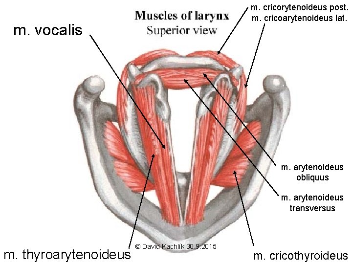 m. cricorytenoideus post. m. cricoarytenoideus lat. m. vocalis m. arytenoideus obliquus m. arytenoideus transversus