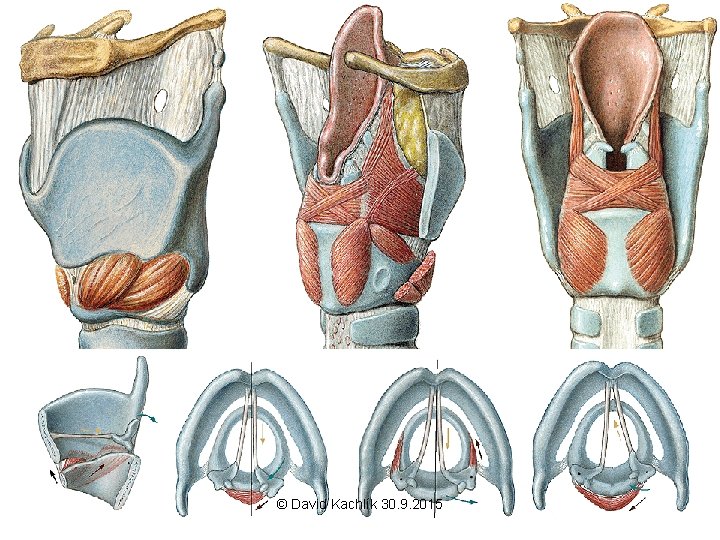 © David Kachlík 30. 9. 2015 