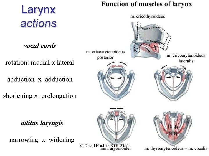 Larynx actions vocal cords rotation: medial x lateral abduction x adduction shortening x prolongation