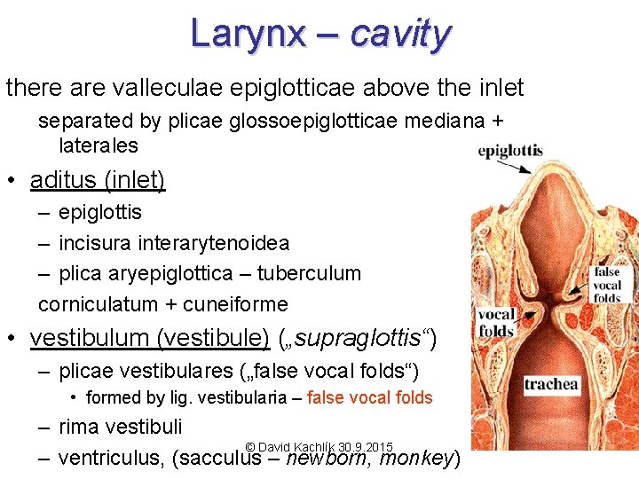 Larynx – cavity there are valleculae epiglotticae above the inlet separated by plicae glossoepiglotticae