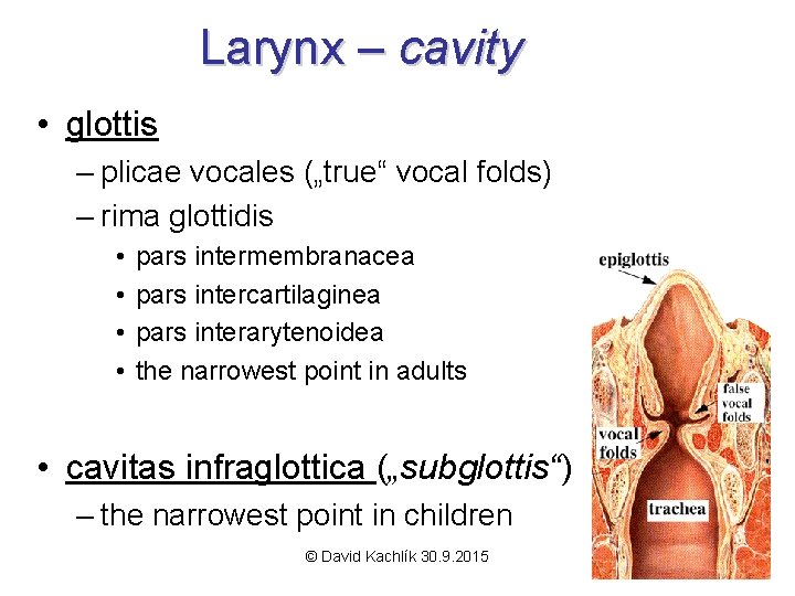 Larynx – cavity • glottis – plicae vocales („true“ vocal folds) – rima glottidis