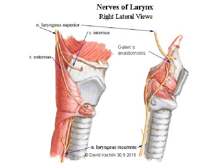 Galen´s anastomosis © David Kachlík 30. 9. 2015 