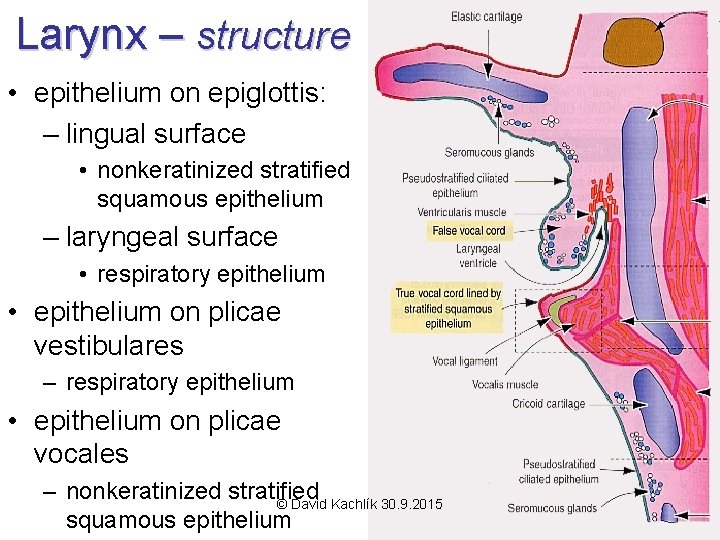 Larynx – structure • epithelium on epiglottis: – lingual surface • nonkeratinized stratified squamous