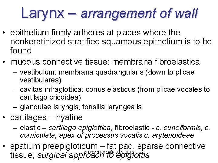 Larynx – arrangement of wall • epithelium firmly adheres at places where the nonkeratinized