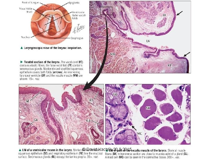 © David Kachlík 30. 9. 2015 