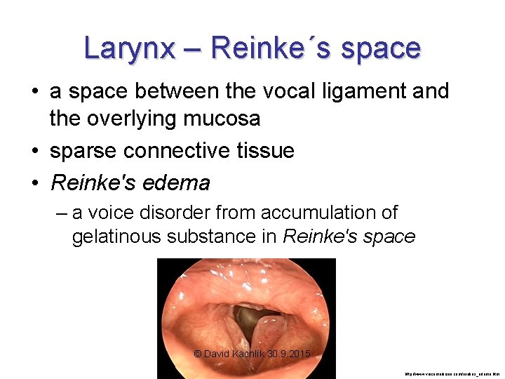 Larynx – Reinke´s space • a space between the vocal ligament and the overlying