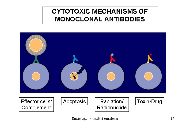 CYTOTOXIC MECHANISMS OF MONOCLONAL ANTIBODIES Effector cells/ Complement Apoptosis Radiation/ Radionuclide Ematologia - 4 CYTOTOXIC MECHANISMS OF MONOCLONAL ANTIBODIES Effector cells/ Complement Apoptosis Radiation/ Radionuclide Ematologia - 4