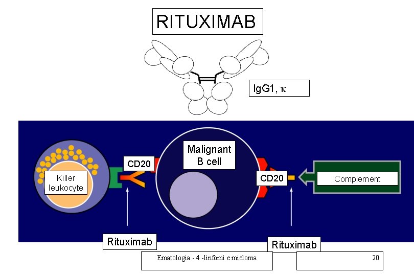 RITUXIMAB Ig. G 1, k CD 20 Malignant B cell CD 20 Killer leukocyte RITUXIMAB Ig. G 1, k CD 20 Malignant B cell CD 20 Killer leukocyte