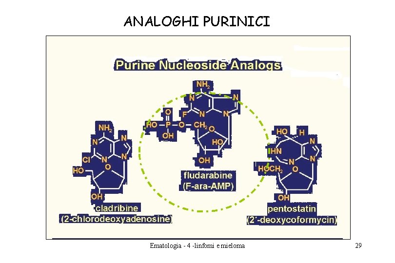 ANALOGHI PURINICI Ematologia - 4 -linfomi e mieloma 29 ANALOGHI PURINICI Ematologia - 4 -linfomi e mieloma 29