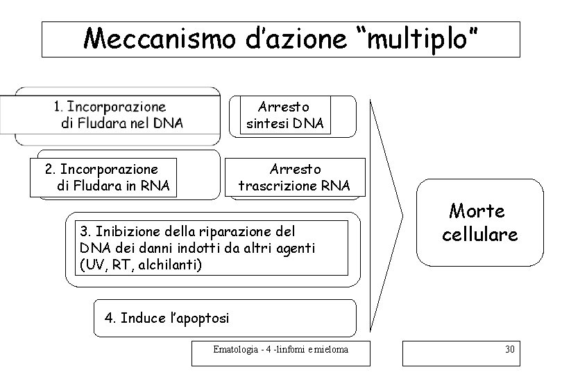 Meccanismo d’azione “multiplo” Arresto sintesi DNA Arresto trascrizione RNA 2. Incorporazione di Fludara in Meccanismo d’azione “multiplo” Arresto sintesi DNA Arresto trascrizione RNA 2. Incorporazione di Fludara in