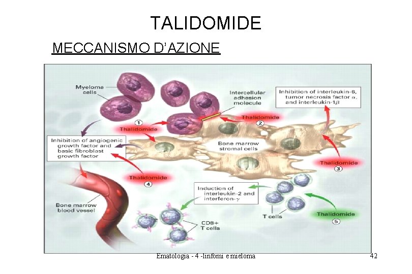 TALIDOMIDE MECCANISMO D’AZIONE Ematologia - 4 -linfomi e mieloma 42 TALIDOMIDE MECCANISMO D’AZIONE Ematologia - 4 -linfomi e mieloma 42