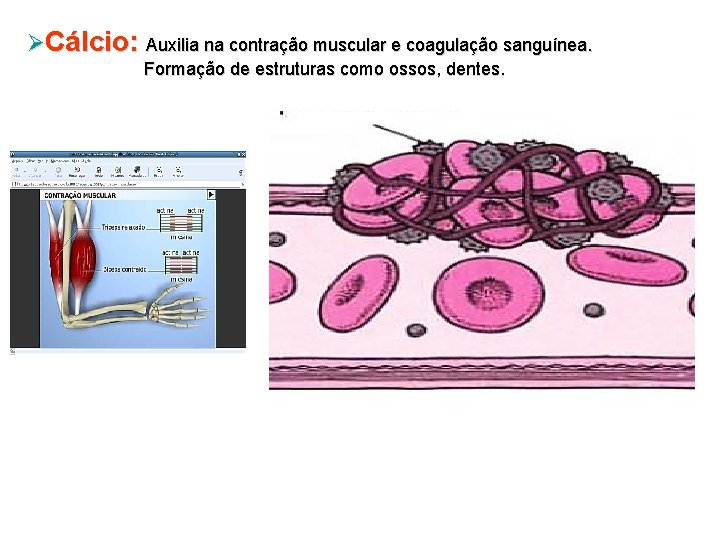 ØCálcio: Auxilia na contração muscular e coagulação sanguínea. Formação de estruturas como ossos, dentes.