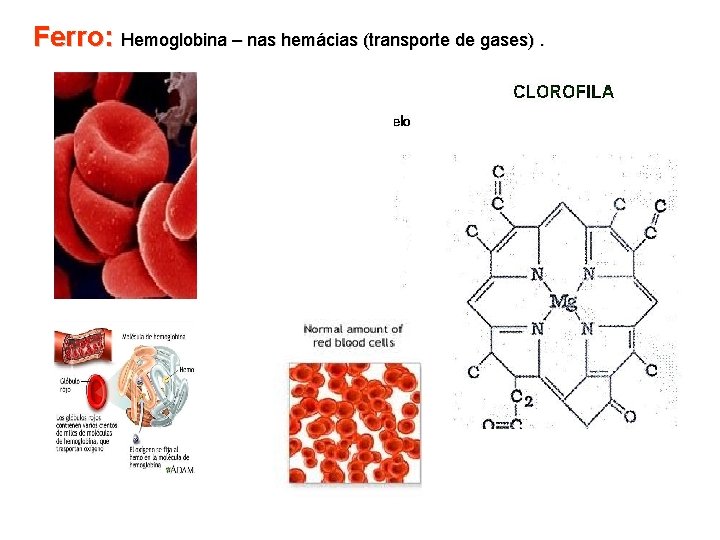 Ferro: Hemoglobina – nas hemácias (transporte de gases). 