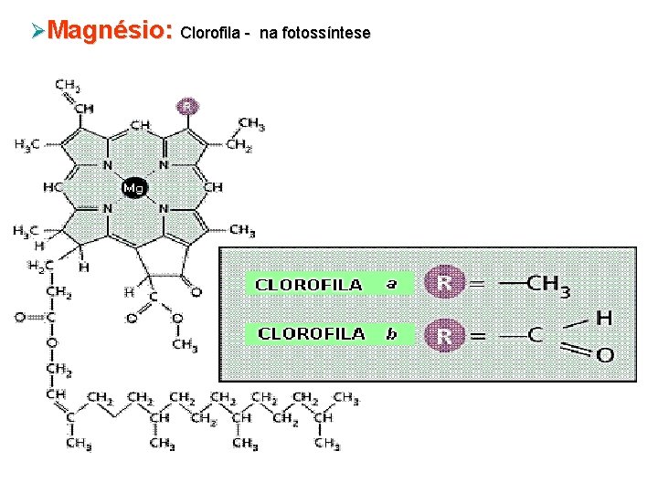 ØMagnésio: Clorofila - na fotossíntese 