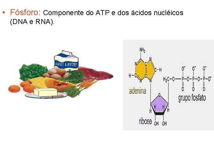  • Fósforo: Componente do ATP e dos ácidos nucléicos (DNA e RNA). 