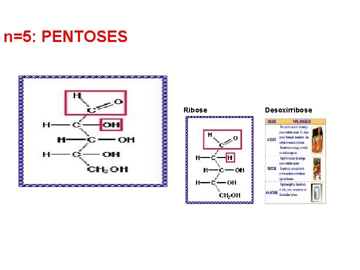 n=5: PENTOSES Ribose Desoxirribose 