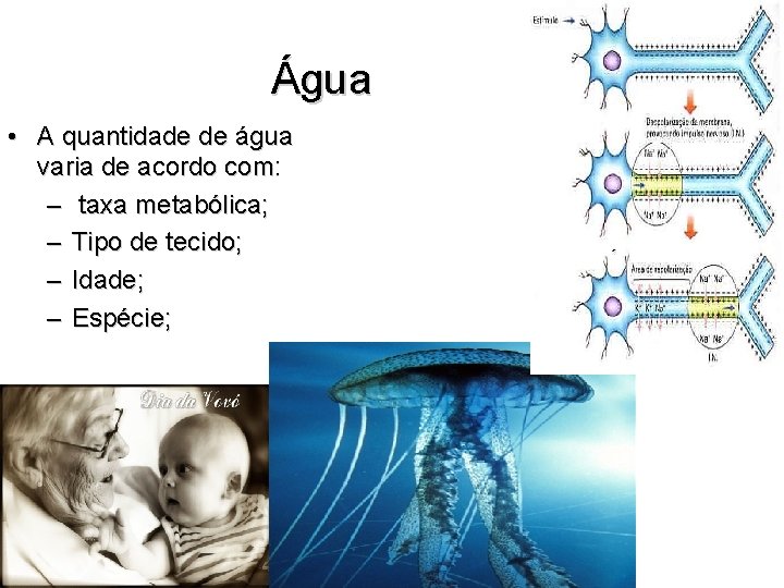 Água • A quantidade de água varia de acordo com: – taxa metabólica; –