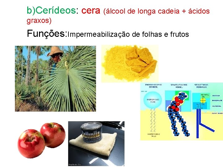 b)Cerídeos: cera (álcool de longa cadeia + ácidos graxos) Funções: Impermeabilização de folhas e