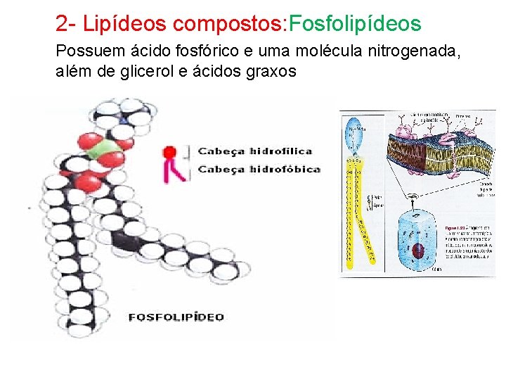 2 - Lipídeos compostos: Fosfolipídeos Possuem ácido fosfórico e uma molécula nitrogenada, além de