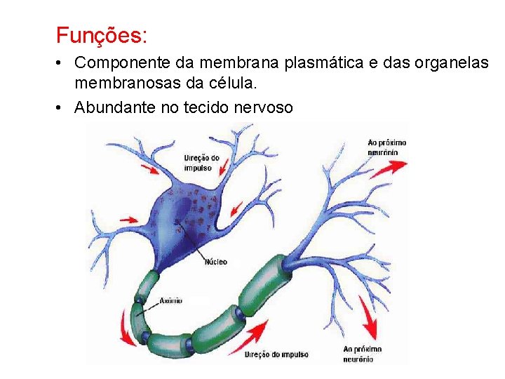 Funções: • Componente da membrana plasmática e das organelas membranosas da célula. • Abundante