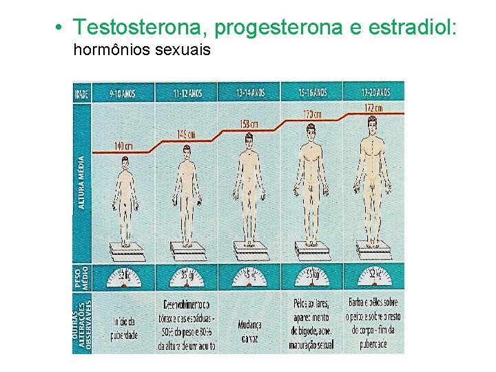  • Testosterona, progesterona e estradiol: hormônios sexuais 