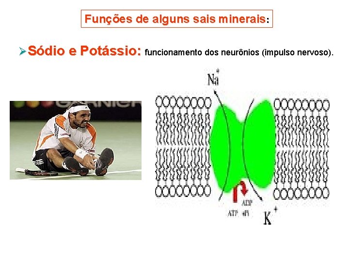 Funções de alguns sais minerais: ØSódio e Potássio: funcionamento dos neurônios (impulso nervoso). 