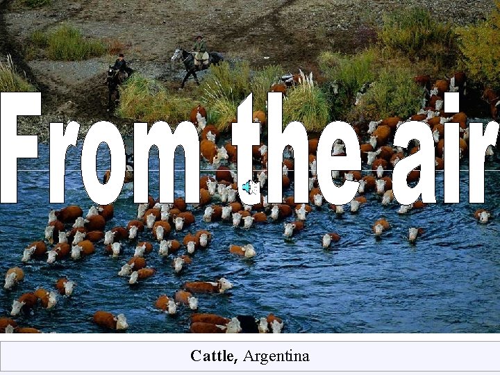 Cattle, Argentina 