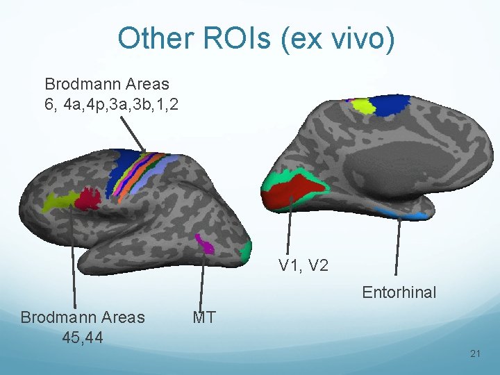 Other ROIs (ex vivo) Brodmann Areas 6, 4 a, 4 p, 3 a, 3