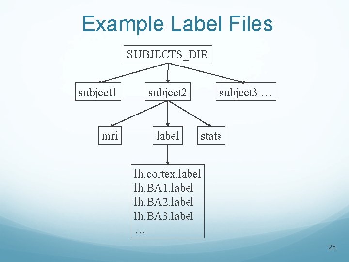 Example Label Files SUBJECTS_DIR subject 1 mri subject 2 label subject 3 … stats