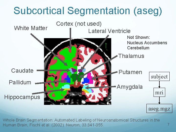 Subcortical Segmentation (aseg) White Matter Cortex (not used) Lateral Ventricle Not Shown: Nucleus Accumbens