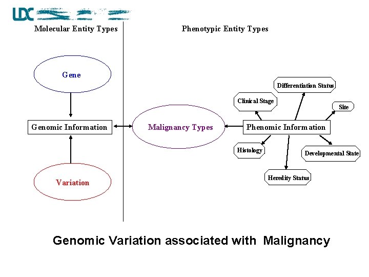 Molecular Entity Types Phenotypic Entity Types Gene Differentiation Status Clinical Stage Genomic Information Malignancy