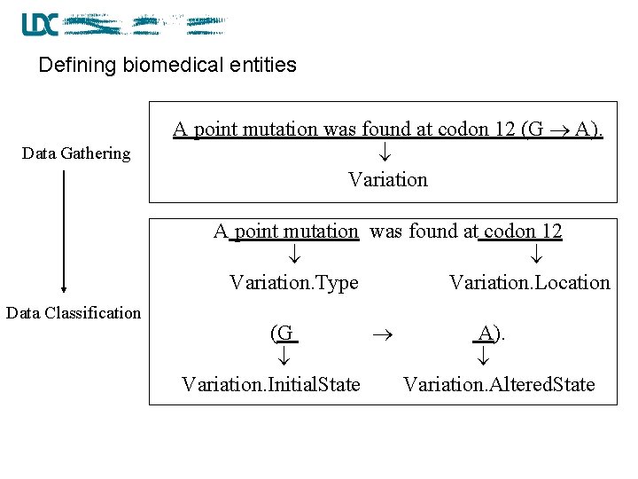 Defining biomedical entities Data Gathering A point mutation was found at codon 12 (G