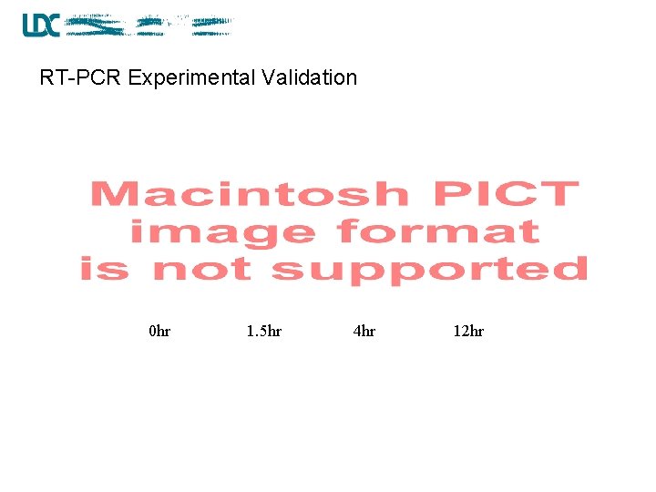 RT-PCR Experimental Validation 0 hr 1. 5 hr 4 hr 12 hr 