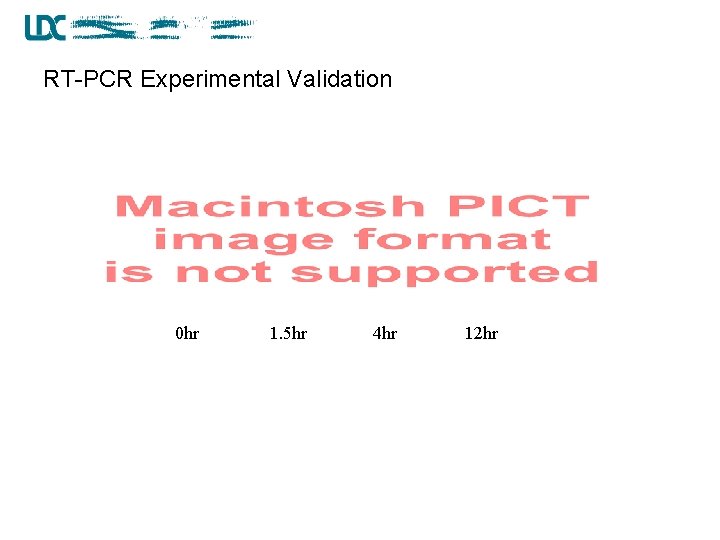 RT-PCR Experimental Validation 0 hr 1. 5 hr 4 hr 12 hr 