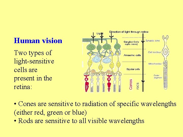 Human vision Two types of light-sensitive cells are present in the retina: • Cones