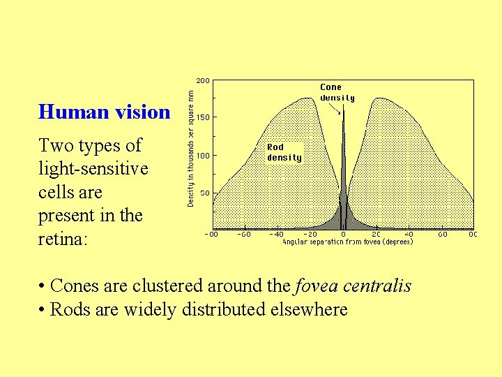 Human vision Two types of light-sensitive cells are present in the retina: • Cones