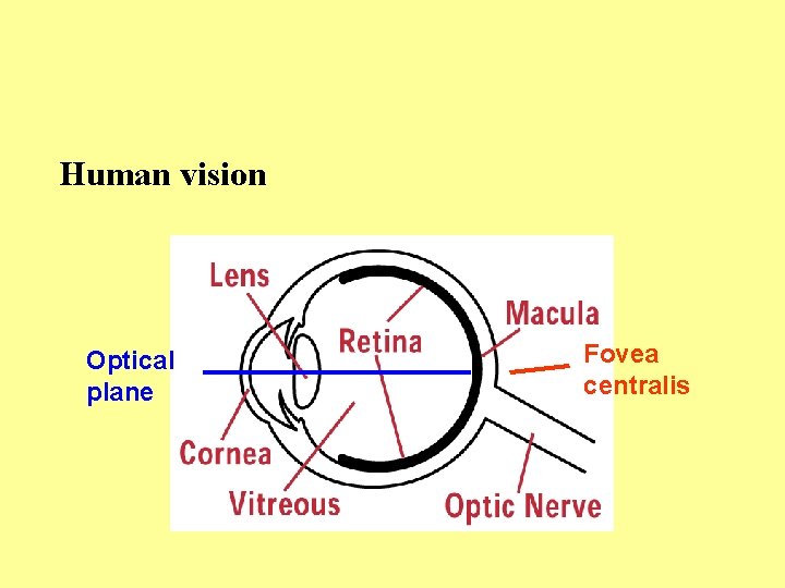 Human vision Optical plane Fovea centralis 