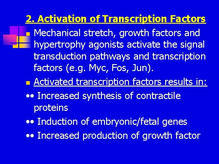 2. Activation of Transcription Factors n Mechanical stretch, growth factors and hypertrophy agonists activate 2. Activation of Transcription Factors n Mechanical stretch, growth factors and hypertrophy agonists activate