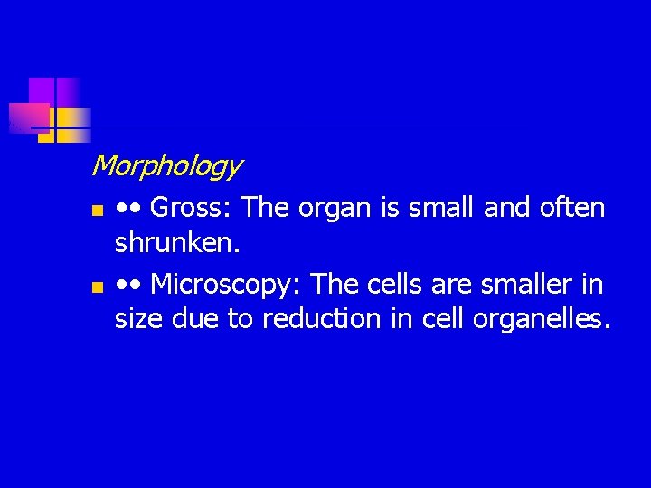 Morphology n n • • Gross: The organ is small and often shrunken. • Morphology n n • • Gross: The organ is small and often shrunken. •