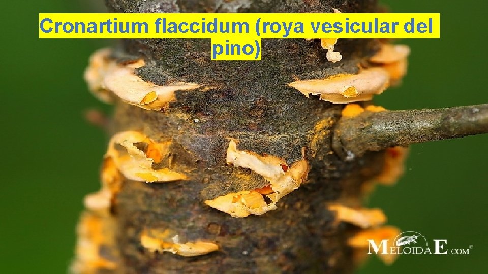 Cronartium flaccidum (roya vesicular del pino) 
