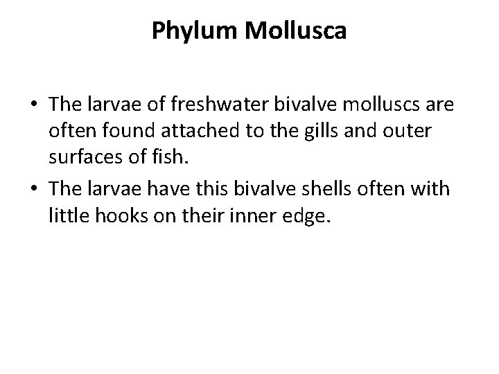 Phylum Mollusca • The larvae of freshwater bivalve molluscs are often found attached to