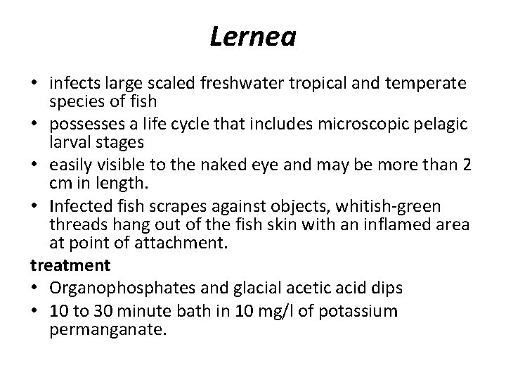 Lernea • infects large scaled freshwater tropical and temperate species of fish • possesses