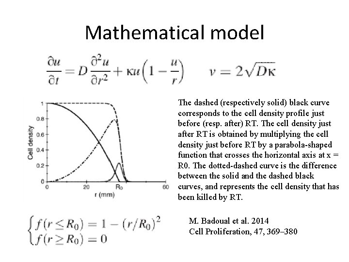 Mathematical model The dashed (respectively solid) black curve corresponds to the cell density profile Mathematical model The dashed (respectively solid) black curve corresponds to the cell density profile