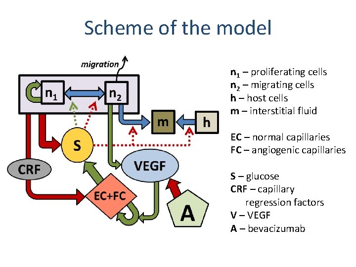 Scheme of the model n 1 – proliferating cells n 2 – migrating cells Scheme of the model n 1 – proliferating cells n 2 – migrating cells