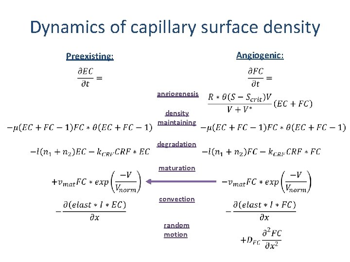 Dynamics of capillary surface density Angiogenic: Preexisting: angiogenesis density maintaining degradation maturation convection random Dynamics of capillary surface density Angiogenic: Preexisting: angiogenesis density maintaining degradation maturation convection random